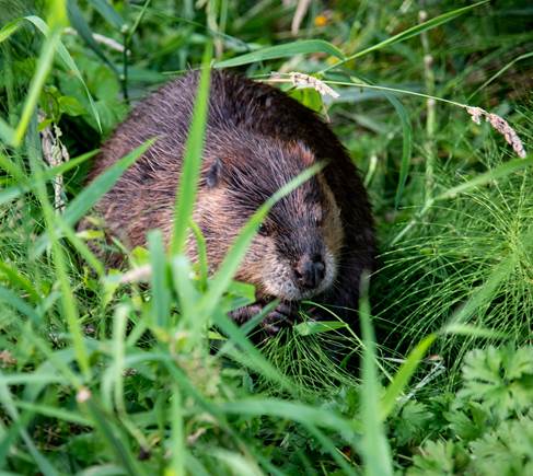 Encounter with a beaver; at Beaver Pond Natural Area