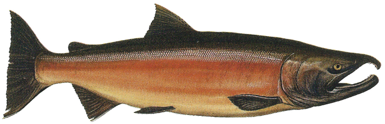 A culprit found  found in coho salmon deaths